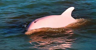 Peru: Investigations continue upon killing of 5 pink dolphins 